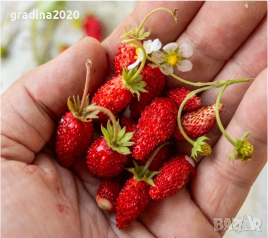 ЯГОДA АТИЛА - ГОРСКА