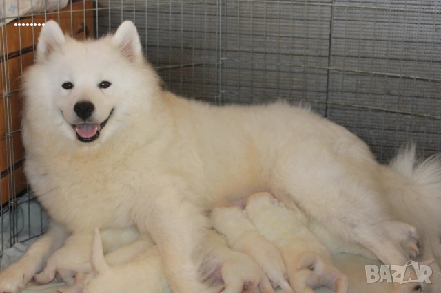 Самоед бебета, снимка 6 - Самоед - 51998559