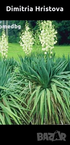 Промоция /Юка градинска, снимка 3 - Градински цветя и растения - 35297697