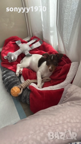 ДЖАК-ЖЕНСКО КУЧЕНЦЕ НА 2 МЕСЕЦА 0211250823, снимка 2 - Джак ръсел териер - 52260823