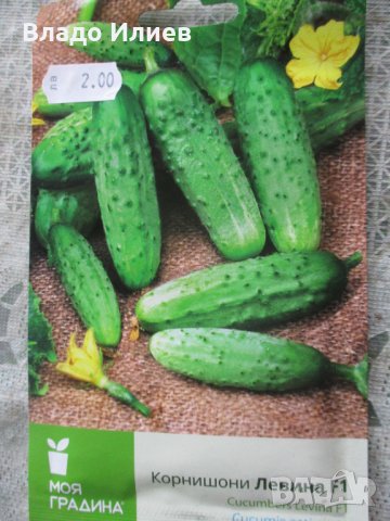 Семена за магданоз,краставици и фасул неразпечатани опаковки, снимка 6 - Сортови семена и луковици - 35184139