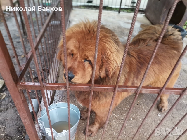 Тибетски мастиф за разплод, снимка 5 - Мастиф - 53578991