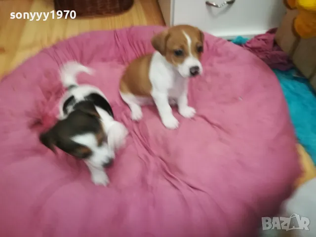 АЗ СЪМ СЛАДКО БЕБЕ ДЖАК,ТЪРСЯ НОВИЯ СИ ДОМ 0102251734, снимка 3 - Джак ръсел териер - 48920630