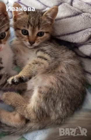 Подарявам малки котенца в тигрова шарка , снимка 1