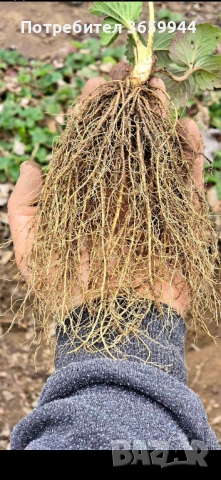 🌱 Свеж и здрав разсад директно от производител, снимка 4 - Разсади - 53565179