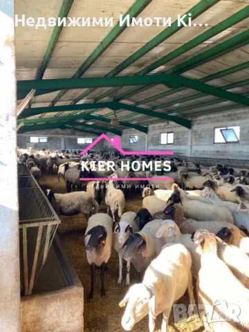 Продавам овцеферма в село Голямо Асеново , област Хасково, снимка 3 - Земеделска земя - 48113118