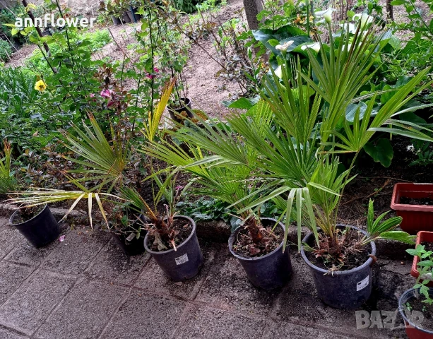 

Външна Палма Трахикарпус Хумилис студоустоичива , снимка 1