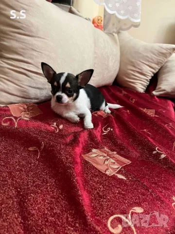 Мини момче , снимка 2 - Чихуахуа - 50047457