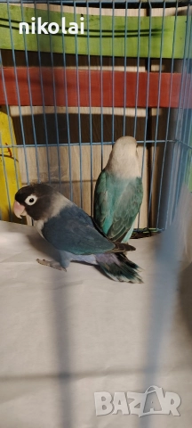 маскови неразделки чифт