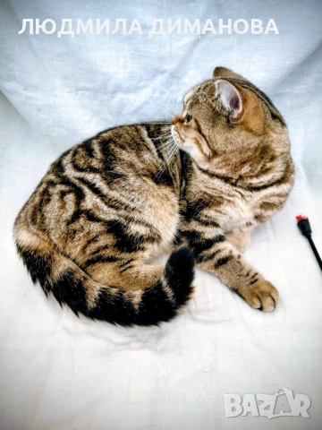 Шотландско мраморно момиче с родословие.