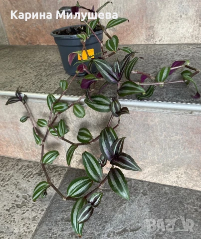 Продавам различни цветя, снимка 3 - Стайни растения - 44843070