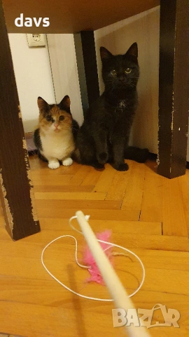 Приемен / постоянен Дом за трицветна принцеса, снимка 9 - Други - 53331402