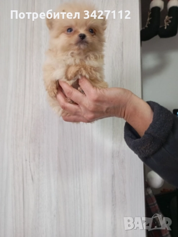 Померанчета 