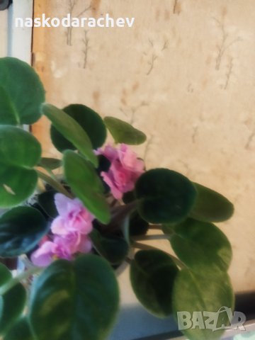 Теменужка, теменужки, сенполия розова, розов цвят , снимка 4 - Стайни растения - 43236680