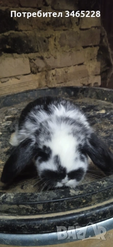 Кочовати зайци, снимка 4 - Други животни - 53248125