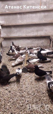 ПАЗАРДЖИШКИ ВИСОКО ЛЕТЦИ ЗА ДЪЛГОТРАЕН ВИСОК ПОЛЕТ