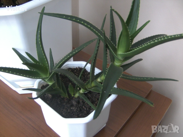 фотоапара TRAVELER DC-7900 , снимка 17 - Фотоапарати - 52511281