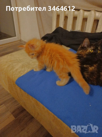 Мейн куун котенца, снимка 10 - Други - 52969975