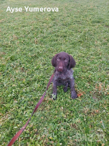 къцухар мъжки, снимка 2 - Курцхаар - 53285713