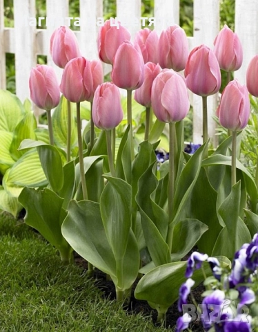 Разпродажба Лалета луковици 10 цвята, снимка 6 - Градински цветя и растения - 52306166