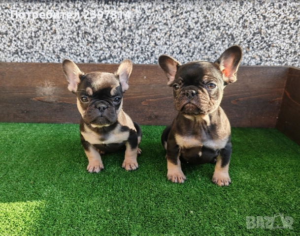 Френски булдог , снимка 4 - Френски булдог - 52372599