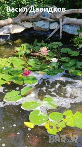 Растения за езеро ,лилии , предлагам и риби езерни , снимка 15 - Други - 50777184