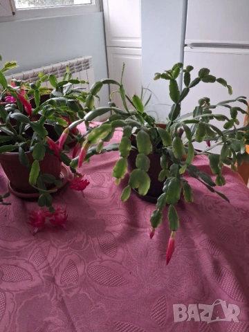  Коледниче - три саксии, снимка 6 - Стайни растения - 53212399