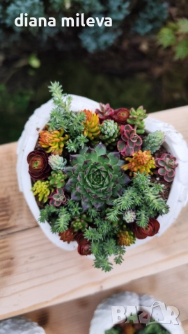 Гипсокерамични крила с формата на сърце и с живи студоустойчиви сукуленти!, снимка 17 - Декорация за дома - 52435989