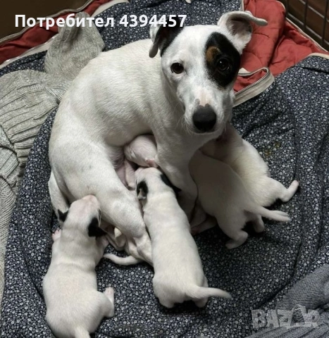 Джак ръсел териер, снимка 7 - Джак ръсел териер - 52731481