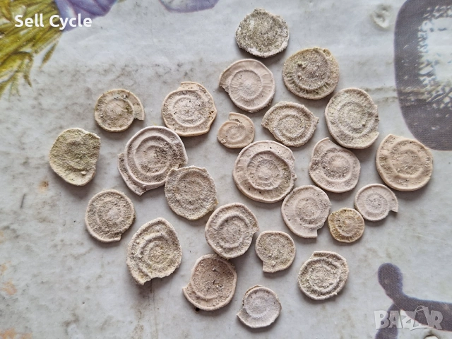 ✅ФОСИЛИ - НУМУЛИТИ ❗