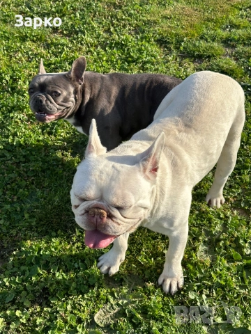 Френски булдог, снимка 4 - Френски булдог - 51937549