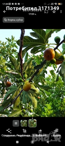 Смокини, авокадо фурми , снимка 3 - Разсади - 53478878