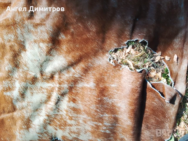 Страхотна конска кожа , снимка 3 - Колекции - 51066604