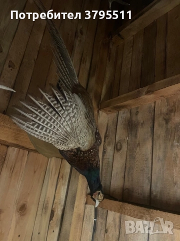 Кожа   от вълк и препариран фазан , снимка 4 - Декорация за дома - 51764515
