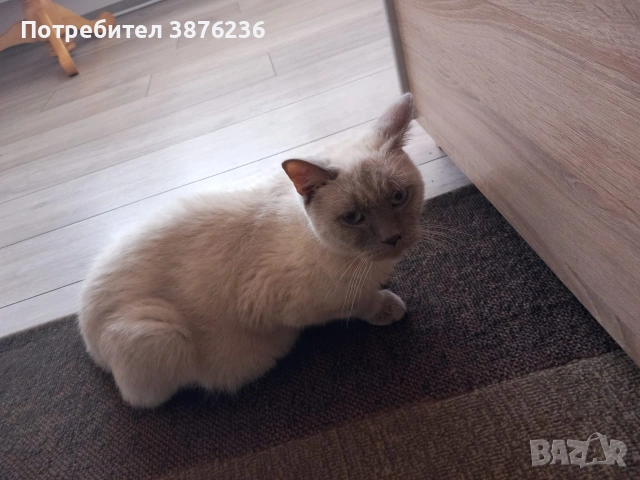 Британска късокосместа Колор пойнт 