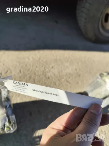 Разсад Орех Пекан, снимка 6 - Разсади - 47897139