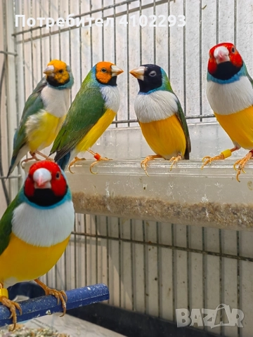 Продавам различни видове амадини, снимка 7 - Амадини - 52388953