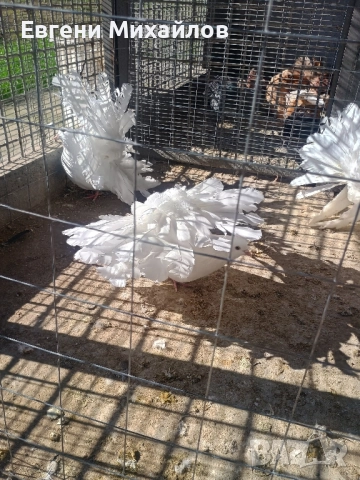 Фенерлии , снимка 9 - Гълъби - 52405258