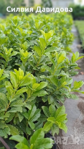 Лавровишня , снимка 2 - Градински цветя и растения - 51752197