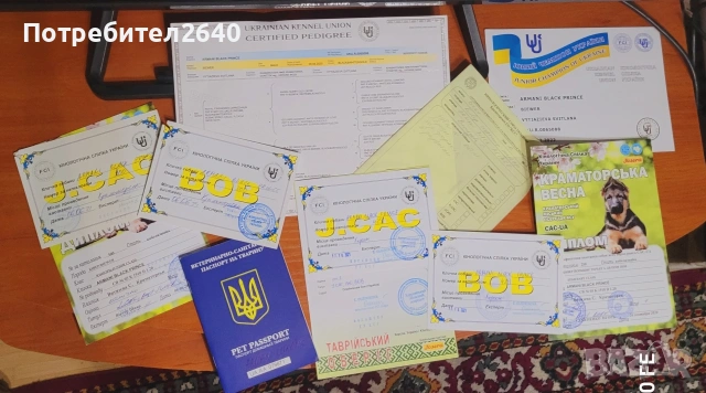 Бивер йоркширски териер (Biewer-Yorkie), снимка 18 - Йоркширски териер - 53409225