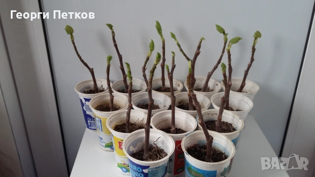 Смокини в кофичка., снимка 3 - Градински цветя и растения - 53482212