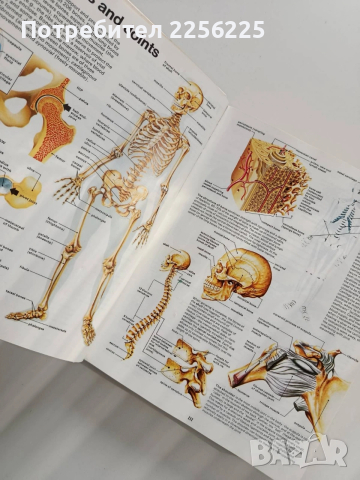 Семейна медицинска енциклопедия/Илюстровано ръководство, снимка 4 - Енциклопедии, справочници - 53402398