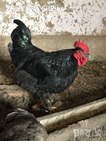 много хубав петел Маран