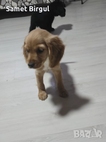 Prodavam 200 lv., снимка 7 - Кокер шпаньол - 52515067
