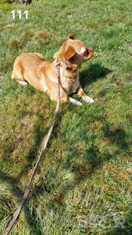 Женски ЧихуПинчер , снимка 1