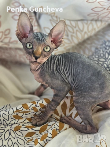 Канадски Сфинкс, снимка 3 - Сфинксове - 51349169