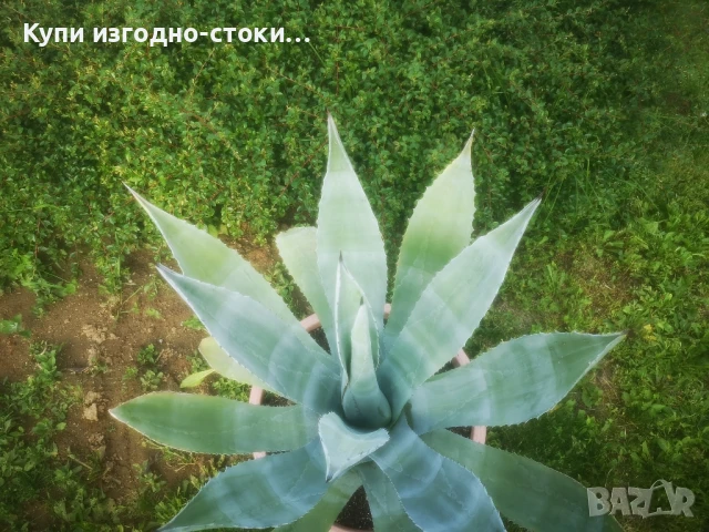 Столетници 2бр 20 годишни