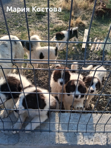 Каракачански овчарки , снимка 1