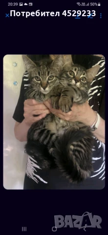 Котенца търсят добри стопани , снимка 1