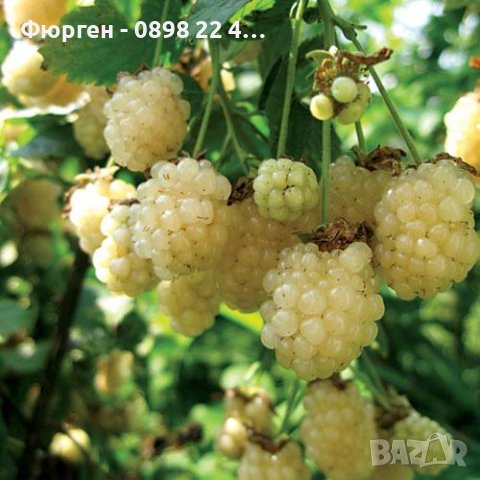 Жълта къпина (Полар бери), снимка 3 - Разсади - 38043857